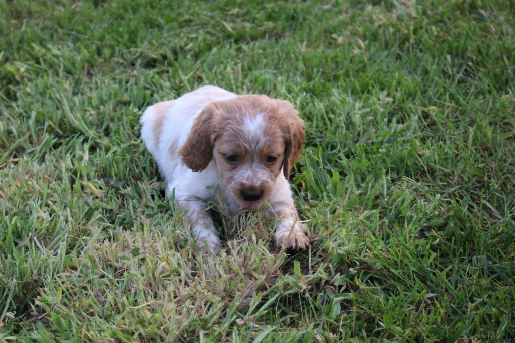 De Brénilour - Chiots disponibles - Epagneul Breton